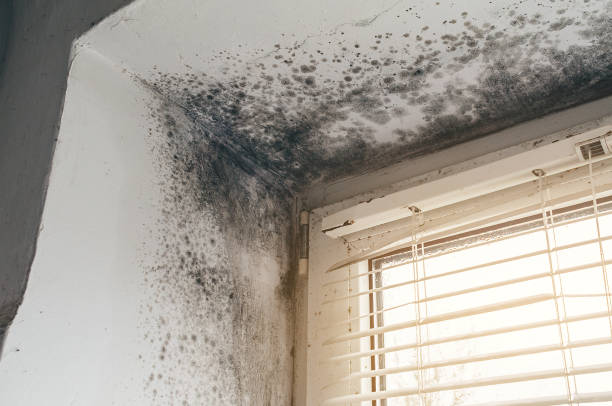 Affordable Basement Mold Removal solutions in Bethel, NC